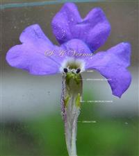  Corolla V.S. showing Stamens